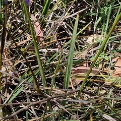 Dianella revoluta var. revoluta at Goulburn, NSW - 1 Nov 2024 12:41 PM