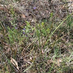 Dianella revoluta var. revoluta at Goulburn, NSW - 1 Nov 2024