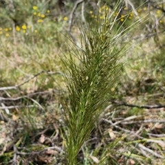 Austrostipa densiflora (Foxtail Speargrass) at Goulburn, NSW - 1 Nov 2024 by trevorpreston