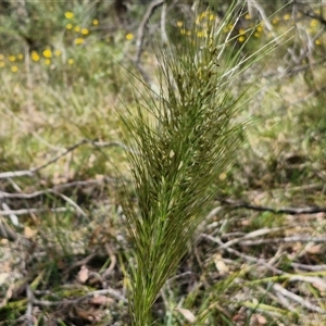 Austrostipa densiflora at Goulburn, NSW - 1 Nov 2024 12:41 PM