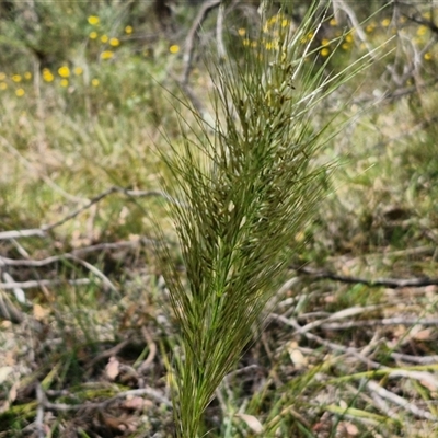 Austrostipa densiflora (Foxtail Speargrass) at Goulburn, NSW - 1 Nov 2024 by trevorpreston