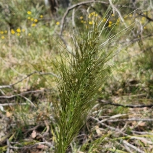 Austrostipa densiflora at Goulburn, NSW - 1 Nov 2024 12:41 PM