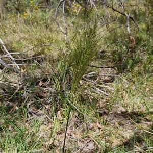 Austrostipa densiflora at Goulburn, NSW - 1 Nov 2024 12:41 PM