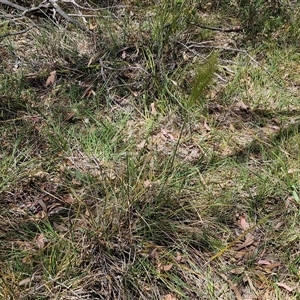 Austrostipa densiflora at Goulburn, NSW - 1 Nov 2024 12:41 PM