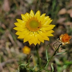 Xerochrysum viscosum (Sticky Everlasting) at Goulburn, NSW - 1 Nov 2024 by trevorpreston