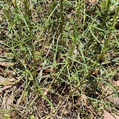 Xerochrysum viscosum at Goulburn, NSW - 1 Nov 2024