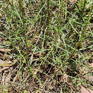 Xerochrysum viscosum at Goulburn, NSW - 1 Nov 2024