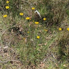 Xerochrysum viscosum at Goulburn, NSW - 1 Nov 2024