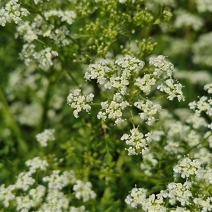 Conium maculatum at Goulburn, NSW - 1 Nov 2024