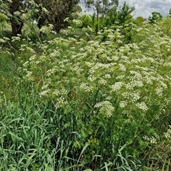 Conium maculatum at Goulburn, NSW - 1 Nov 2024 12:34 PM