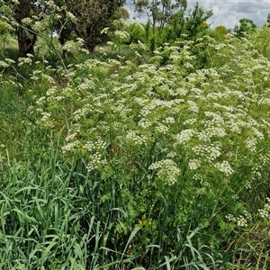 Conium maculatum at Goulburn, NSW - 1 Nov 2024