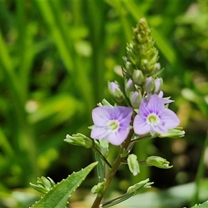 Veronica anagallis-aquatica at Goulburn, NSW - 1 Nov 2024