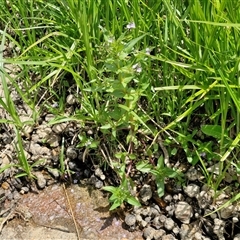 Veronica anagallis-aquatica at Goulburn, NSW - 1 Nov 2024