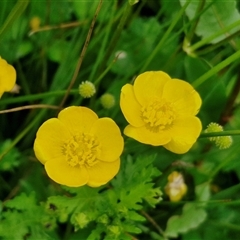 Ranunculus repens (Creeping Buttercup) at Goulburn, NSW - 1 Nov 2024 by trevorpreston