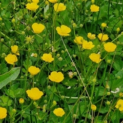 Ranunculus repens at Goulburn, NSW - 1 Nov 2024