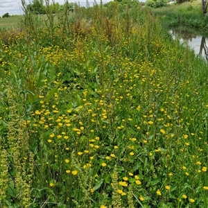 Ranunculus repens at Goulburn, NSW - 1 Nov 2024