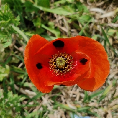 Papaver hybridum at Goulburn, NSW - 1 Nov 2024 by trevorpreston