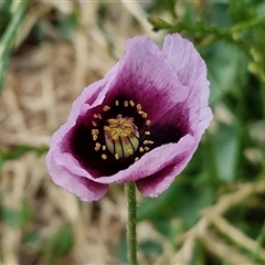 Papaver somniferum (Opium Poppy) at Goulburn, NSW - 1 Nov 2024 by trevorpreston