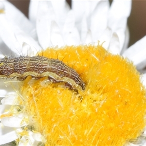 Helicoverpa (genus) at Jerrabomberra, NSW - 31 Oct 2024