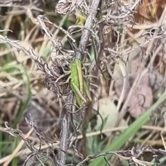 Bermius brachycerus at Bungendore, NSW - 1 Nov 2024 by clarehoneydove