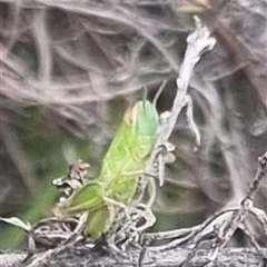 Bermius brachycerus at Bungendore, NSW - suppressed