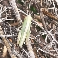 Bermius brachycerus at Bungendore, NSW - suppressed