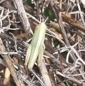 Bermius brachycerus at Bungendore, NSW - suppressed