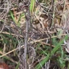 Bermius brachycerus at Bungendore, NSW - suppressed