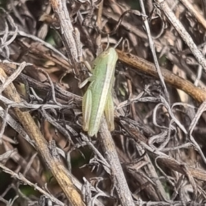 Bermius brachycerus at Bungendore, NSW - suppressed