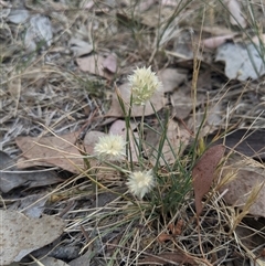 Rytidosperma carphoides (Short Wallaby Grass) at Higgins, ACT - 1 Nov 2024 by MattM