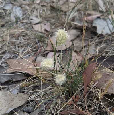 Rytidosperma carphoides (Short Wallaby Grass) at Higgins, ACT - 1 Nov 2024 by MattM