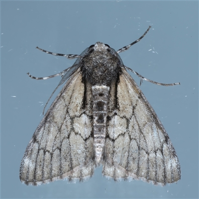 Stibaroma (genus) (A Line moth) at Ainslie, ACT - 30 Oct 2024 by jb2602