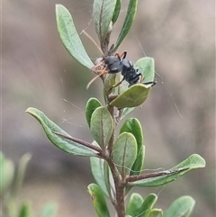 Myrmecia sp., pilosula-group (Jack jumper) at Bungendore, NSW - 1 Nov 2024 by clarehoneydove