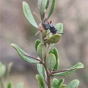 Myrmecia sp., pilosula-group at Bungendore, NSW - 1 Nov 2024