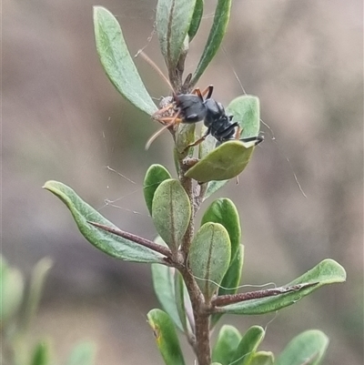 Myrmecia sp., pilosula-group (Jack jumper) at Bungendore, NSW - 1 Nov 2024 by clarehoneydove