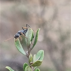 Myrmecia sp., pilosula-group at Bungendore, NSW - 1 Nov 2024