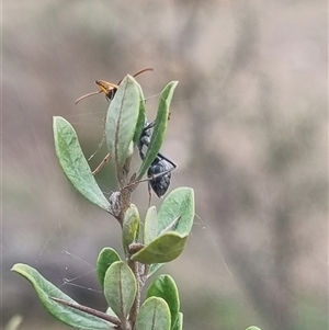 Myrmecia sp., pilosula-group at Bungendore, NSW - 1 Nov 2024