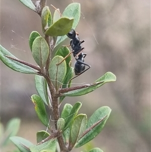 Myrmecia sp., pilosula-group at Bungendore, NSW - 1 Nov 2024