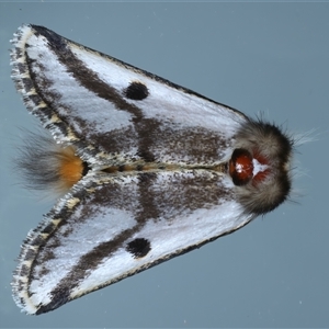 Epicoma melanospila at Ainslie, ACT - 30 Oct 2024 09:35 PM