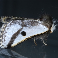 Epicoma melanospila at Ainslie, ACT - 30 Oct 2024 09:35 PM