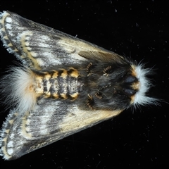 Epicoma melanospila at Ainslie, ACT - 30 Oct 2024