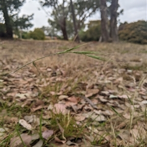 Anthosachne scabra at Higgins, ACT - 2 Nov 2024