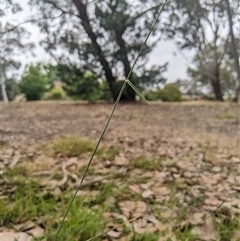 Anthosachne scabra at Higgins, ACT - 2 Nov 2024