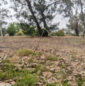 Anthosachne scabra at Higgins, ACT - 2 Nov 2024 09:19 AM