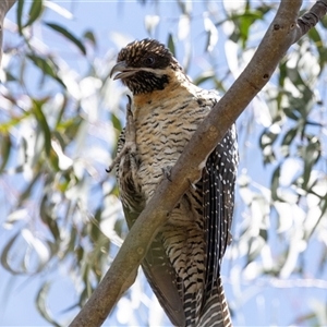 Eudynamys orientalis at Nicholls, ACT - 1 Nov 2024 12:56 PM