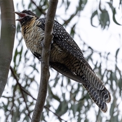 Eudynamys orientalis at Nicholls, ACT - 1 Nov 2024 12:56 PM