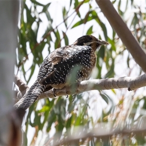 Eudynamys orientalis at Nicholls, ACT - 1 Nov 2024 12:56 PM