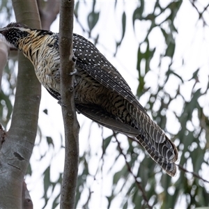 Eudynamys orientalis at Nicholls, ACT - 1 Nov 2024 12:56 PM