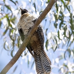 Eudynamys orientalis at Nicholls, ACT - 1 Nov 2024 12:56 PM