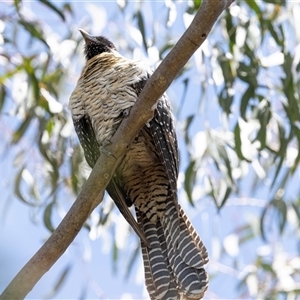 Eudynamys orientalis at Nicholls, ACT - 1 Nov 2024 12:56 PM